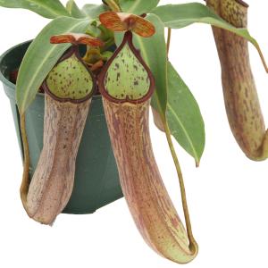 食虫植物）一点物 ウツボカズラ ネペンテス ボッシアナ×エドワード