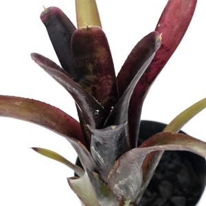 コーデックス：メキシコ亀甲竜 ディオスコレア マクロスタチア*塊幅