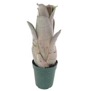 チャーム(ペット) (観葉植物)ビルベルギア カサブランカ 4 チャーム(ペット) (観葉植物)ビルベルギア カサブランカ 4