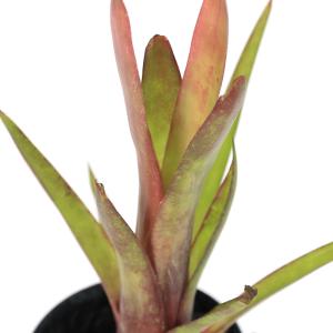 現品) ビルベルギア 'アリベラ' (No.62335) (観葉植物 おしゃれ 壁掛け