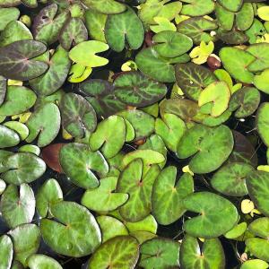 （ビオトープ）水生植物　ヒメシロアサザ　南西諸島産　３号（１ポット）　浮葉植物｜チャーム charm ヤフー店