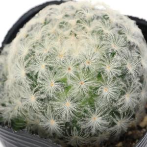 チャーム（charm） （多肉植物）テフロカクタス アーティキュラータス