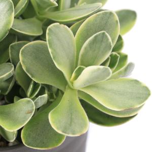 多肉植物）クラッスラ 紀ノ川錦 2．5号（1鉢） : チャーム charm