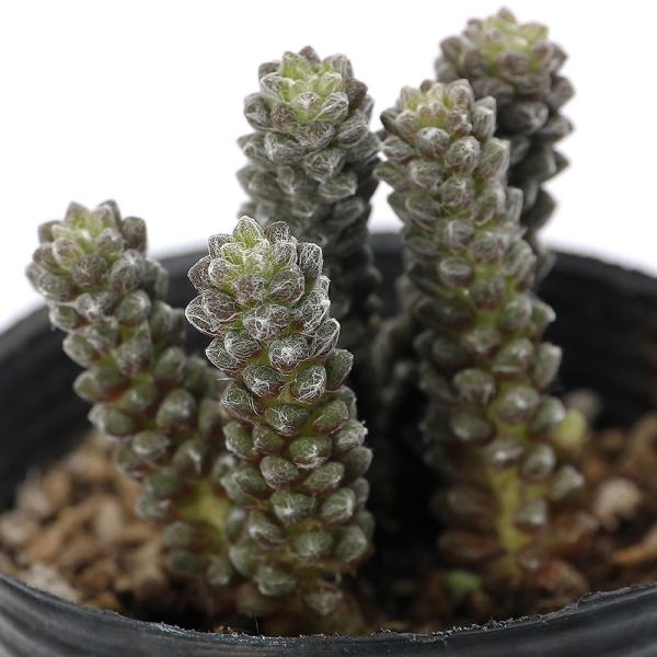 （多肉植物）アナカンプセロス　デバウベラータ　２．５号（１ポット）