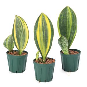 ベイチーカツ スポア P. Veitchii Katsu spore : サイエンスファーム