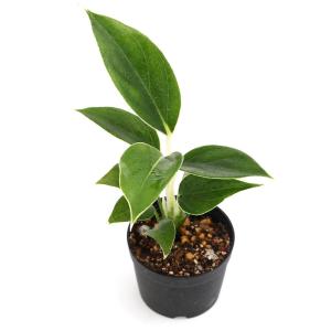 (観葉植物)ビバリウムプランツ アグラオネマ ホ...の商品画像