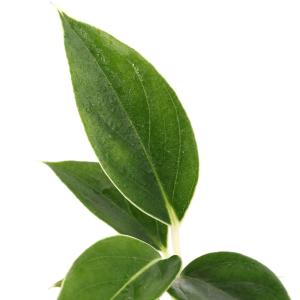 (観葉植物)ビバリウムプランツ アグラオネマ ...の詳細画像1