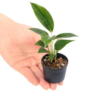 (観葉植物)ビバリウムプランツ アグラオネマ ...の詳細画像2