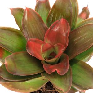 チャーム(ペット) (観葉植物)ネオレゲリア 'スーパー チャーム(ペット) (観葉植物)ネオレゲリア 'スーパー