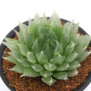 チャーム（charm） （多肉植物）ハオルチア 品種おまかせ 3号（1鉢