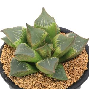 チャーム（charm） （多肉植物）ハオルチア 品種おまかせ 3号（1鉢