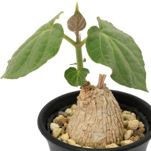 コーデックス：マテレア シクロフィラ 実生*M 塊根幅4.5cm : 遊恵盆栽