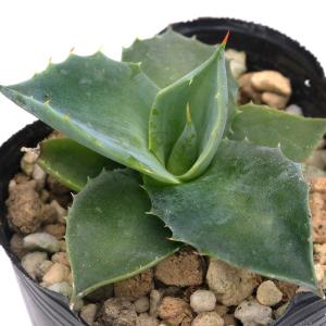 チャーム（charm） （多肉植物）アガベ チタノタ ブルー 実生苗 2〜3