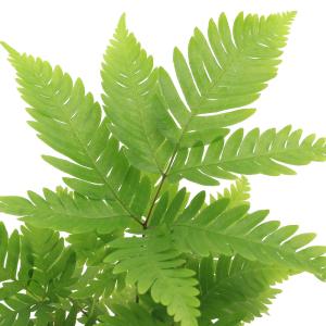 (観葉植物)プテリス フォーレイ 3号(1ポット...の商品画像