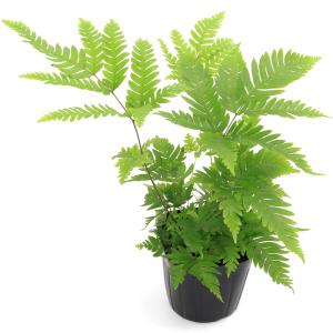 (観葉植物)プテリス フォーレイ 3号(1ポッ...の詳細画像1