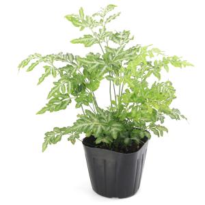 (観葉植物)プテリス エバーゲミエンシス 3号...の詳細画像1