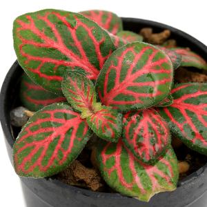 (観葉植物)ビバリウムプランツ フィットニア フ...の商品画像
