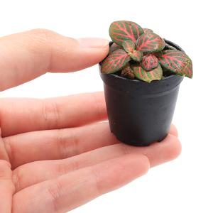 (観葉植物)ビバリウムプランツ フィットニア ...の詳細画像1