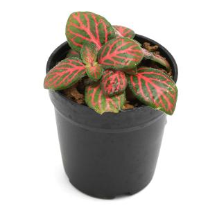 (観葉植物)ビバリウムプランツ フィットニア ...の詳細画像2