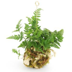 苔玉 ：しのぶ*(吊りスタンド付き)吊り苔玉シノブ夏涼ハンキング和