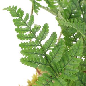 (観葉植物)吊り下げ苔玉 トキワシノブ(1個)...の詳細画像1