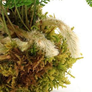 (観葉植物)吊り下げ苔玉 トキワシノブ(1個)...の詳細画像2
