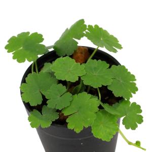 (観葉植物)ビバリウムプランツ チドメグサ 鹿...の詳細画像1