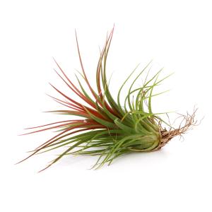 (観葉植物)エアープランツ チランジア レイン...の詳細画像1