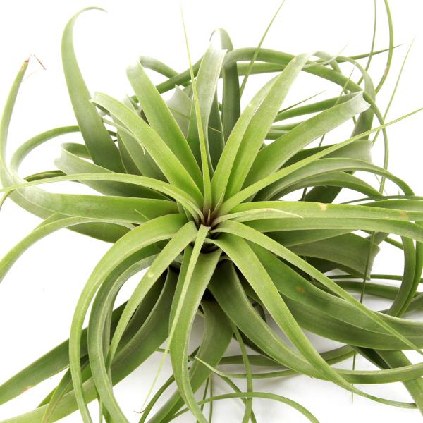 （観葉植物）エアープランツ　コンコロール×ストレプトフィラ（１個）