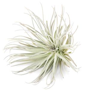 チランジア ステリフェラ (エアープランツ ティランジア 観葉植物