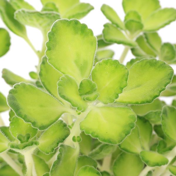（観葉植物）ハーブ苗　アロマティカス　ライムシャワー　２．５〜３号（１ポット）　家庭菜園　虫避け