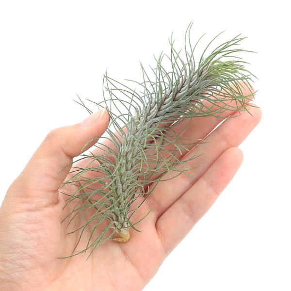 （観葉植物）エアープランツ　チランジア　フンキアナ　レクルビフォリア（１株）