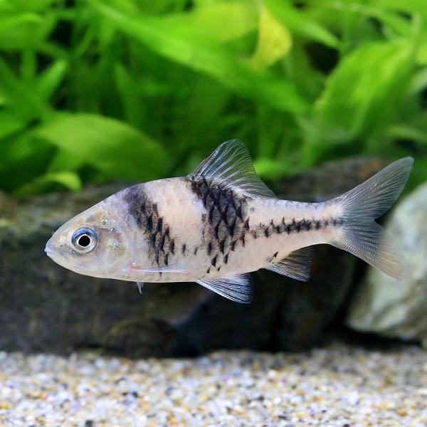 （熱帯魚）ポストフィッシュ（１匹）　北海道・九州航空便要保温