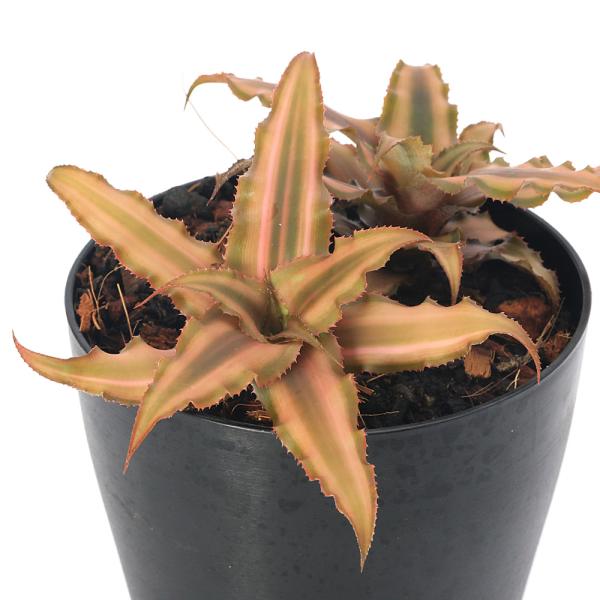 （観葉植物）クリプタンサス　ソレイル　４号（１鉢）