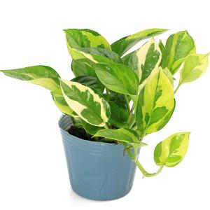 (観葉植物)ポトス エメラルド 3号(1ポット)の詳細画像1