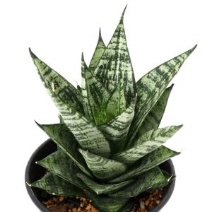 鉢花 観葉植物：フィリカ プベッセンス ワフトフェザー ハイドラ*7号