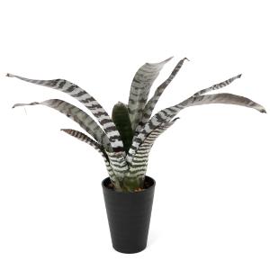 (観葉植物)エクメア チャンティニー ’ブラッ...の詳細画像1
