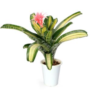 観葉植物）エクメア フルゲンス 4号（1鉢）タンクブロメリア