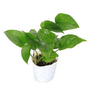 (観葉植物)ポトス テルノリンダ 3号(1ポッ...の詳細画像1