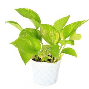 (観葉植物)ポトス テルノエスプリ 3号(1ポ...の詳細画像1