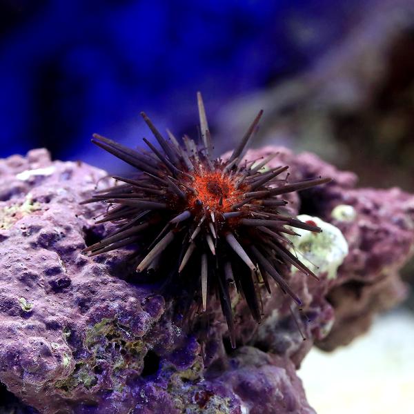 （海水魚）ウニ　近海産ウニｓｐ．（１匹）　北海道航空便要保温