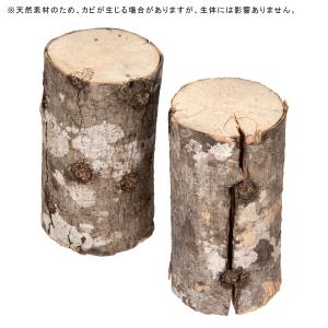カエデ産卵木 M 中目 良材の詳細画像2