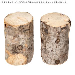 カエデ産卵木 L 太目 良材の詳細画像2