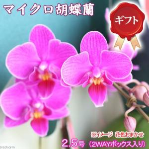 （観葉植物）鉢花ギフト　マイクロ胡蝶蘭　花色おまかせ　１本立ち（２ＷＡＹボックス入り）　２．５号（１鉢）