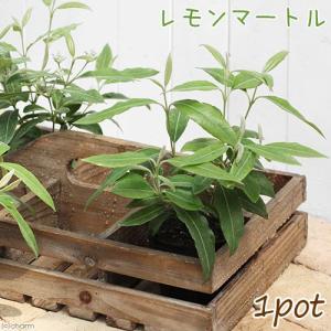 《一時非表示》（観葉植物）ハーブ苗　レモンマートル（レモンハニーマートル）　３〜３．５号（１ポット）　家庭菜園