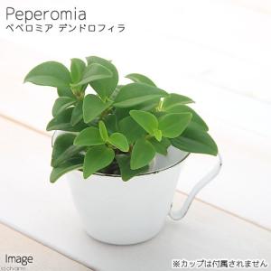 フィカス プミラ コアラ 3号苗 観葉植物 室内装飾 ギフト 贈り物 : 花