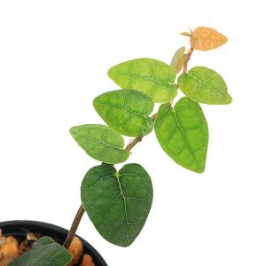 (観葉植物)ビバリウムプランツ フィカス プミ...の詳細画像1