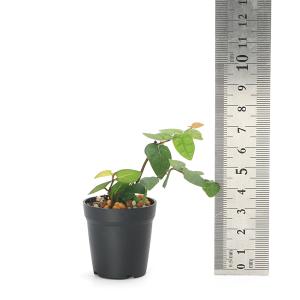 (観葉植物)ビバリウムプランツ フィカス プミ...の詳細画像2