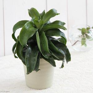 希少 斑入りドラセナ トルネード（5号鉢） 観葉植物 : パリジェンヌ