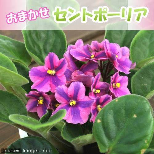 （観葉植物）セントポーリア　品種おまかせ　３．５号（５鉢）